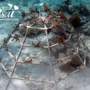 吉哈瓦岛海下珊瑚2