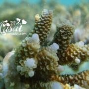吉哈瓦岛海下珊瑚4
