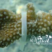 吉哈瓦岛海下珊瑚6