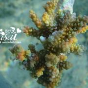 吉哈瓦岛海下珊瑚9