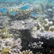 丽莉岛海下珊瑚群