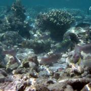 丽莉岛海下的鱼群和珊瑚