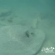 丽莉岛海下隐藏在沙里的鳐鱼