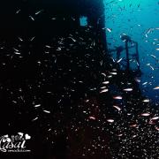 圣塔拉 格兰德岛沉船潜水能看到的海下美景