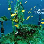 圣塔拉 格兰德岛沉船潜水看到的珊瑚和鱼
