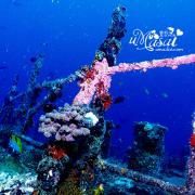 圣塔拉 格兰德岛沉船潜水看到的珊瑚美景